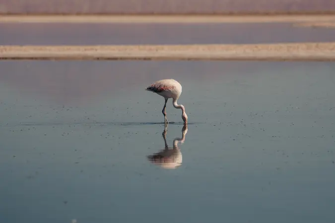 Tierra_Atacama