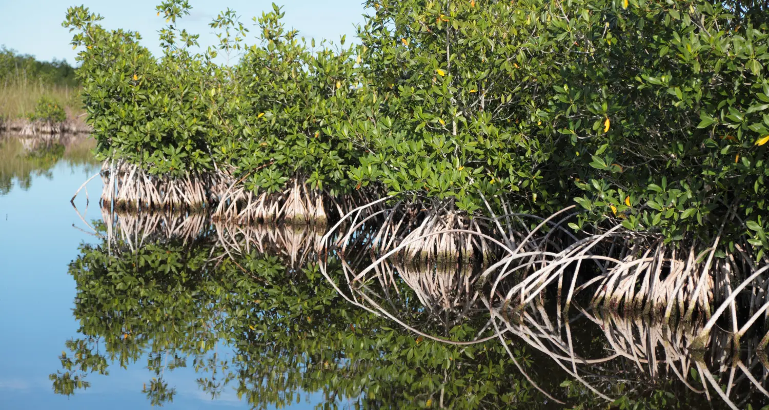 mangroves