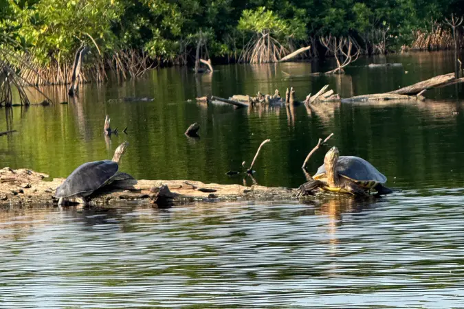 mangroves_turtles