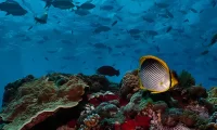 scuba_diving_australia