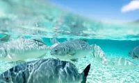 scuba_diving_australia