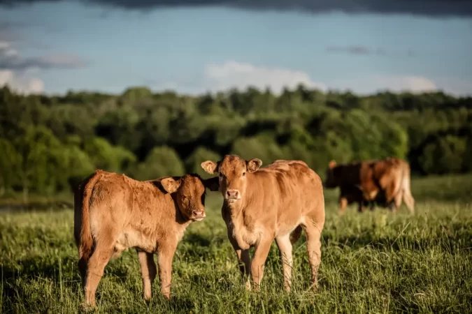 cows_sustainable_hotel_in_france