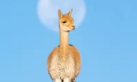 alpaca_atacama