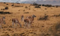 wildlife_Tierra_Patagonia