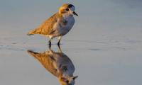 patagonia_birds