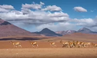 wildlife_atacama_desert