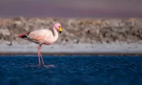 atacama_desert