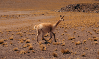 patagonia_chile
