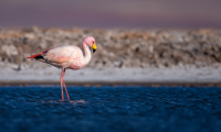 flamingos_chile_atacama