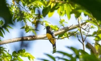 Birdwatching_Guatemala
