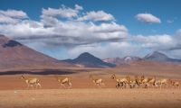 llamas_chile_patagonia