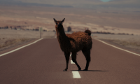wildlife_patagonia