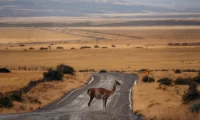 wildlife_patagonia