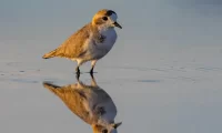 atacama_birds