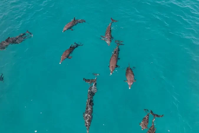 seychelles_dolphins