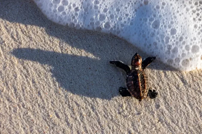 sea_turtles