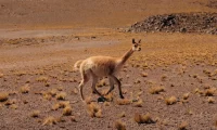 chile_llamas