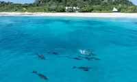 Cousine_Island