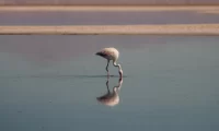 Tierra_Atacama