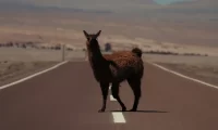 atacama_alpaca