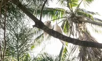 bird_watching_australia