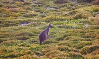 Southern_Ocean_Lodge