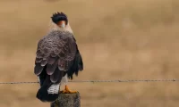 Tierra_Patagonia