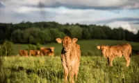 cows_france