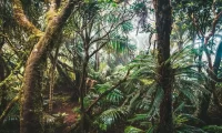 australia_jungle