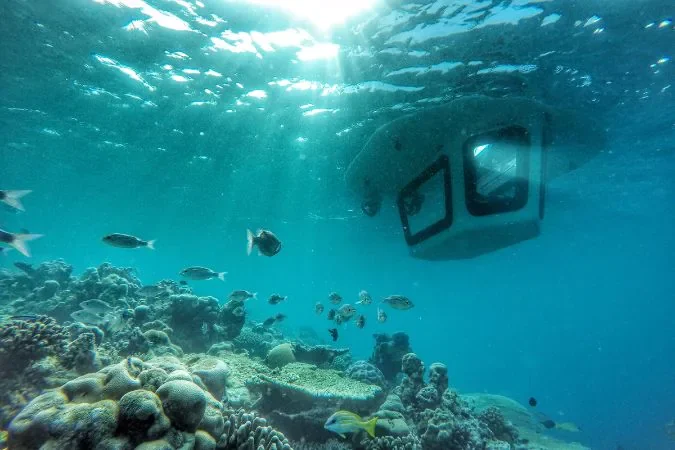 amilla_maldives_penguin_experience