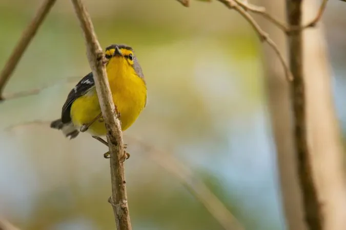 bird_watching_st_lucia