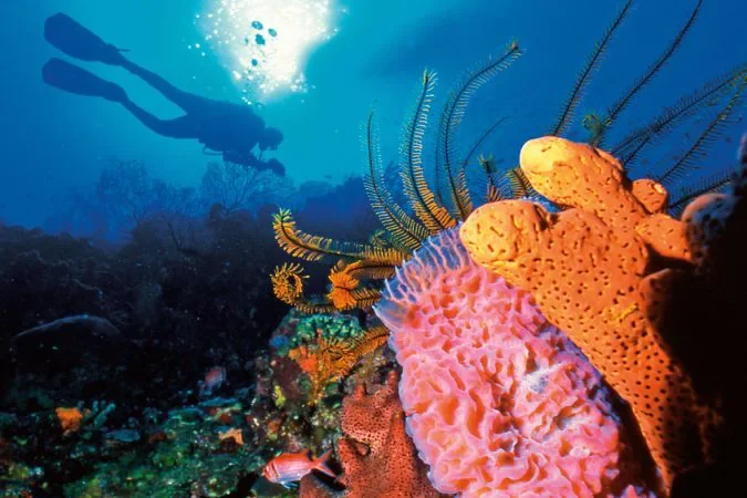 scuba_diving_st_lucia