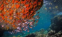 scuba_diving_st_lucia