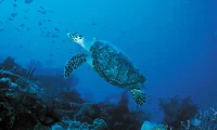 anse_chastanet_sea_turtle_st_lucia
