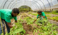Anse_Chastanet_vegetable_garden