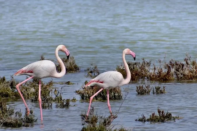 Bird_Watching_Safari_morocco