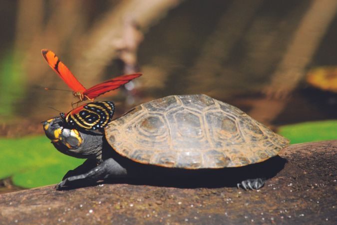 Inkaterra-Reserva-Amazonica