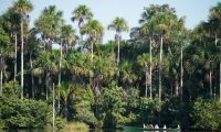 peruvian_amazon