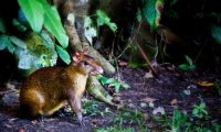 Inkaterra-Reserva-Amazonica