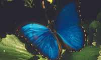 Inkaterra-Reserva-Amazonica