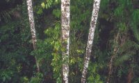 Inkaterra-Reserva-Amazonica