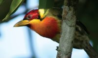 Inkaterra-Reserva-Amazonica