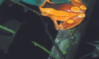 Inkaterra-Reserva-Amazonica