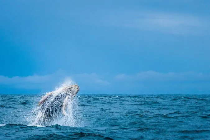 whale_watching_costa_rica