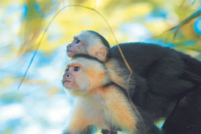 Morgans_rock_monkey_quest