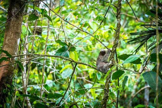 nayara_springs_costa_rica_wildlife