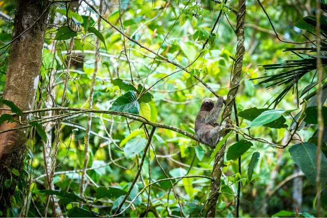 nayara_wildlife_conservation