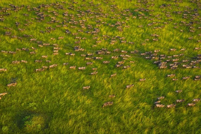 salas_camp_wilderbeest_migration
