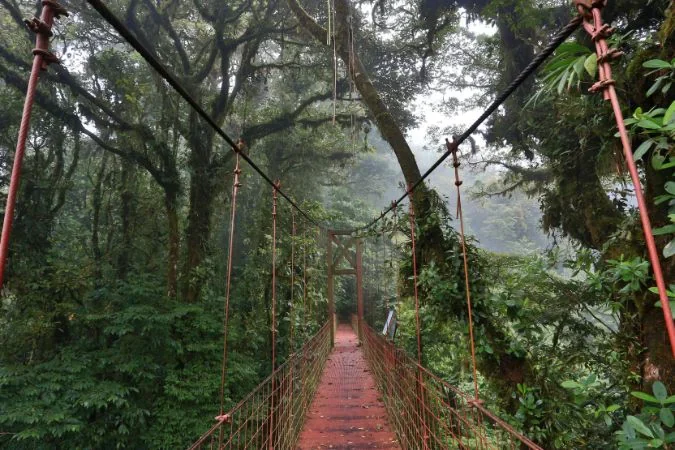 cloud_forest_canopy_costa_Rica