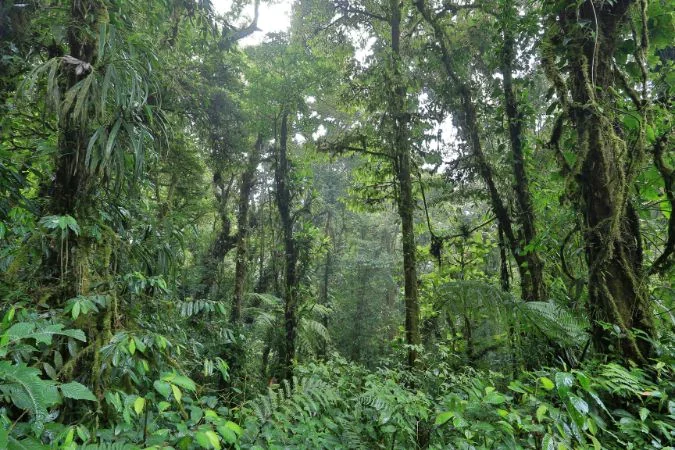 aguti_reserve_monteverde_Costa_rica
